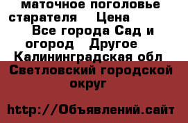 маточное поголовье старателя  › Цена ­ 3 700 - Все города Сад и огород » Другое   . Калининградская обл.,Светловский городской округ 